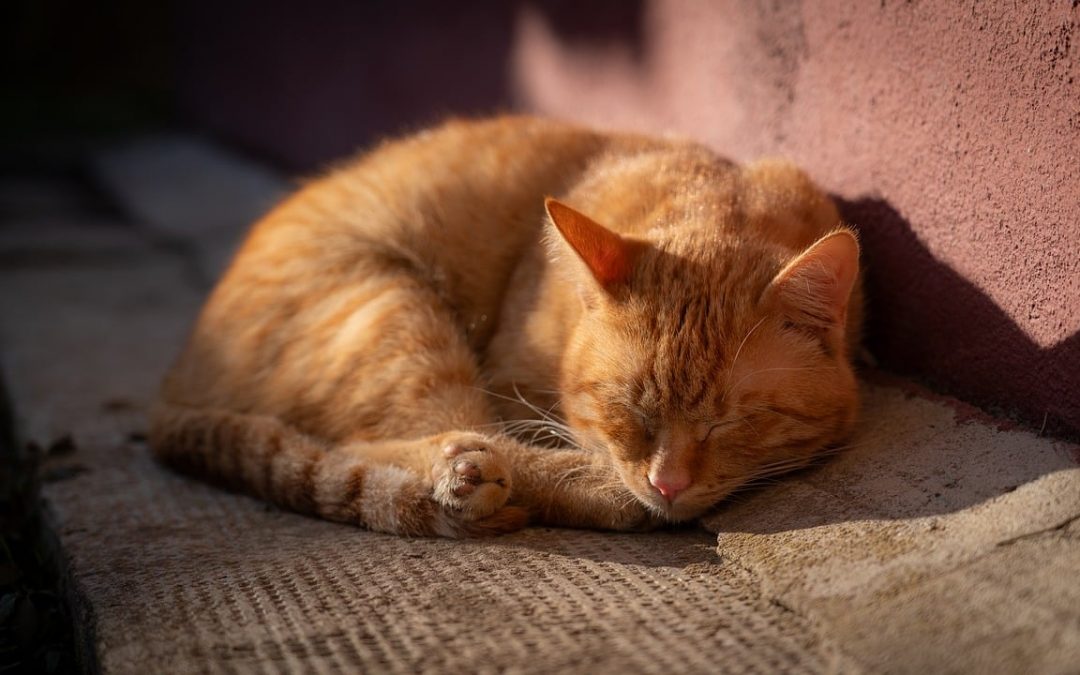 Siesta perfecta: cuánto tiempo dormir sin despertar atontado